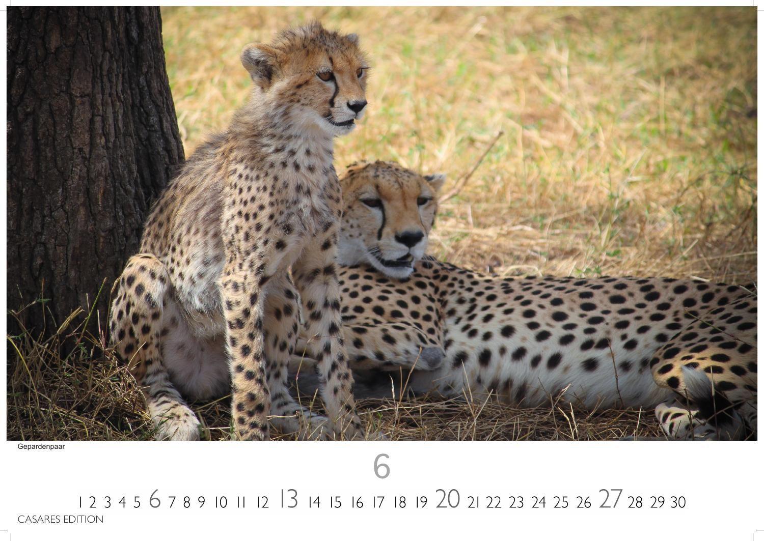 Beispielinhalt (Bild) Big Cats Kalender 2027 - Wandkalender | Fotokalender Tierkalender 24x35cm - Wunderschöner Großkatzen-. mit beeindruckenden Fotos von Tiger| Löwen | Jaguar | Gepard | Luchs | Puma