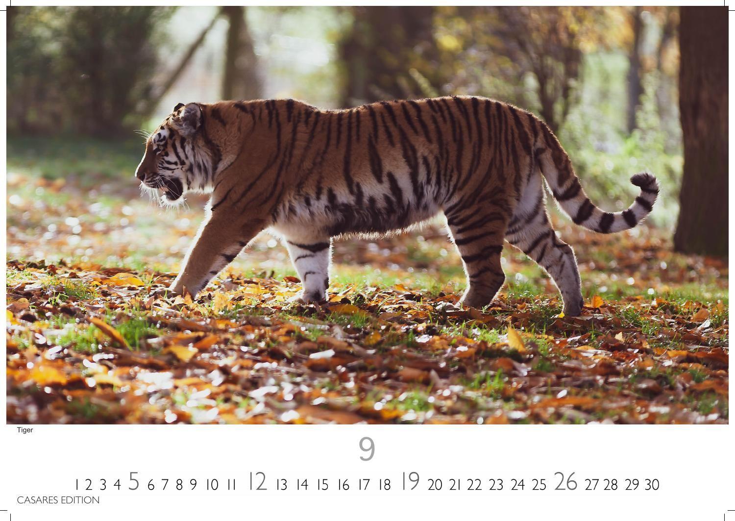 Beispielinhalt (Bild) Big Cats Kalender 2027 - Wandkalender | Fotokalender Tierkalender 24x35cm - Wunderschöner Großkatzen-. mit beeindruckenden Fotos von Tiger| Löwen | Jaguar | Gepard | Luchs | Puma