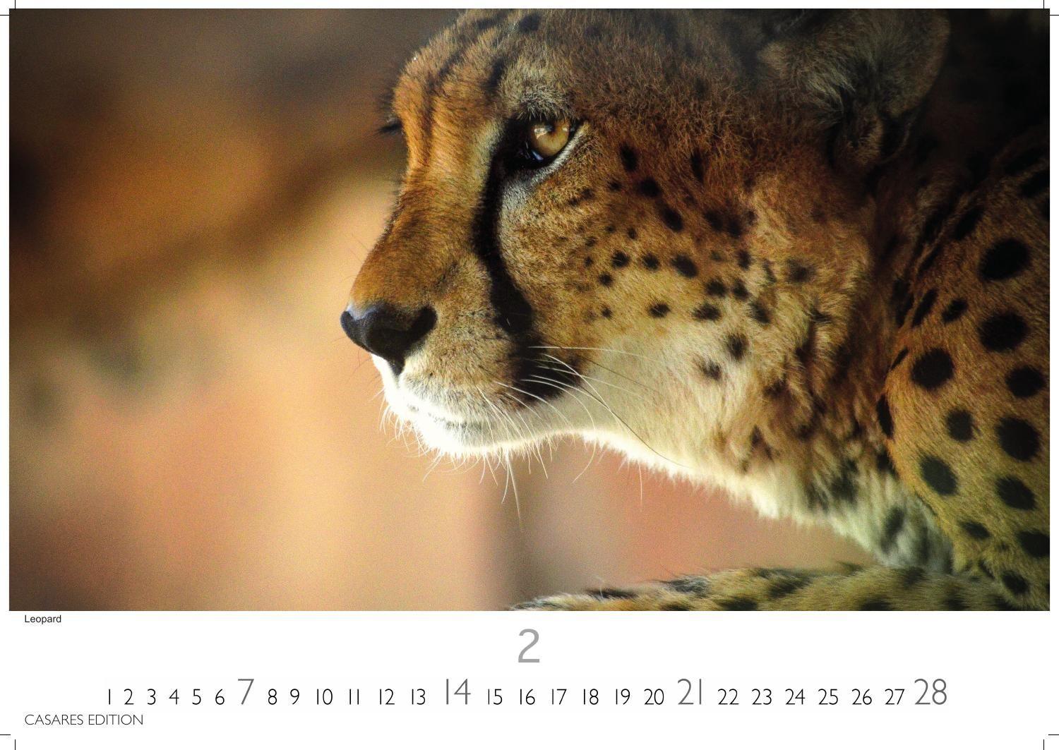 Beispielinhalt (Bild) Big Cats Kalender 2027 - Wandkalender | Fotokalender Tierkalender 24x35cm - Wunderschöner Großkatzen-. mit beeindruckenden Fotos von Tiger| Löwen | Jaguar | Gepard | Luchs | Puma