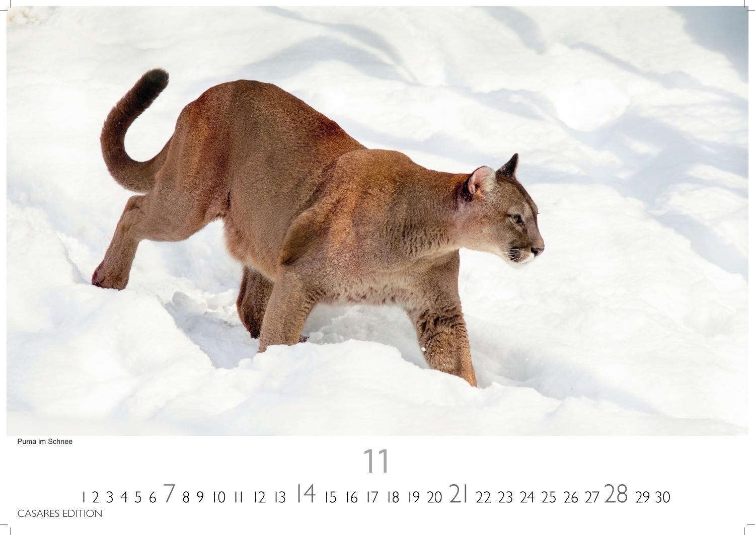 Beispielinhalt (Bild) Big Cats Kalender 2027 - Wandkalender | Fotokalender Tierkalender 24x35cm - Wunderschöner Großkatzen-. mit beeindruckenden Fotos von Tiger| Löwen | Jaguar | Gepard | Luchs | Puma