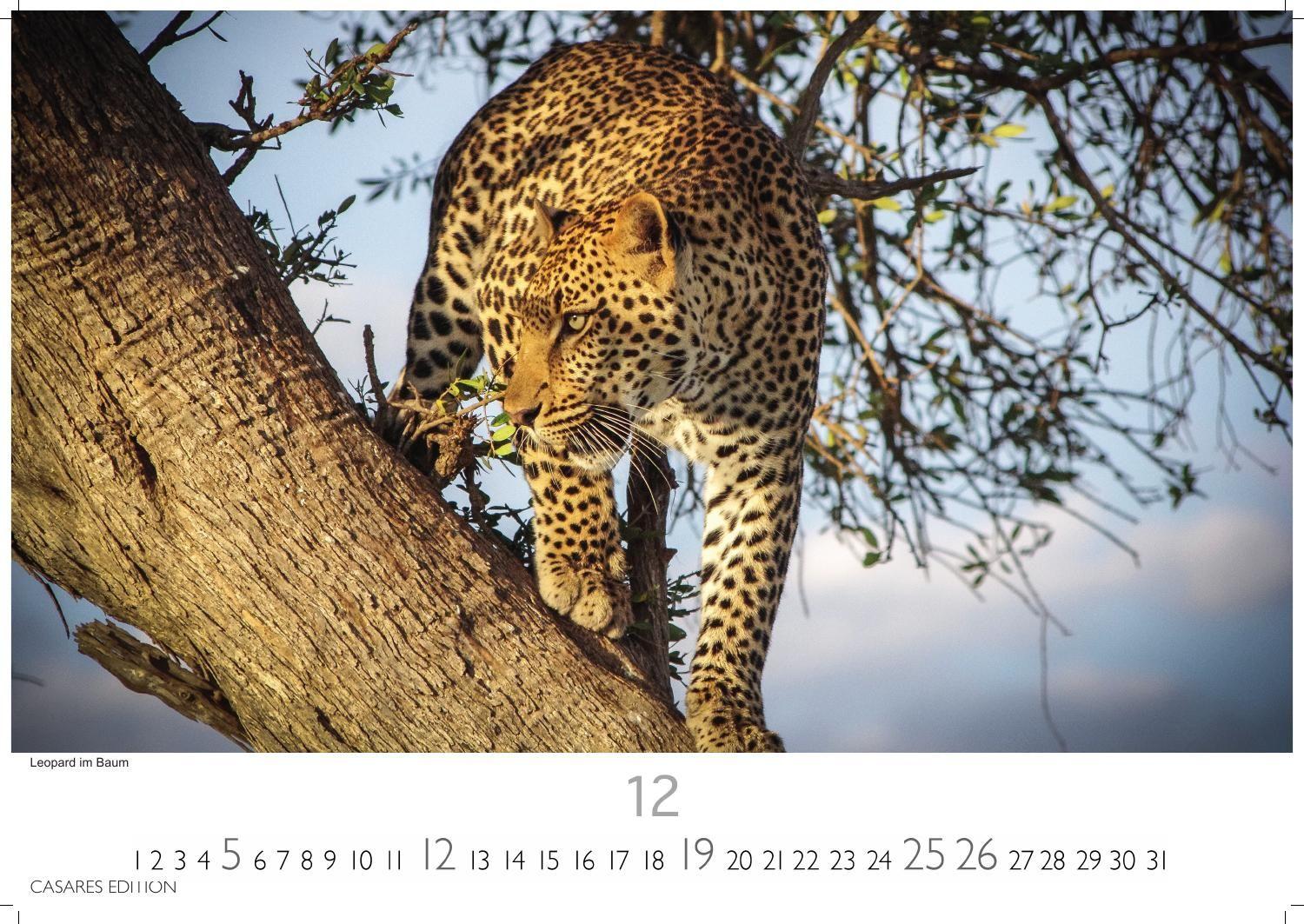 Beispielinhalt (Bild) Big Cats Kalender 2027 - Wandkalender | Fotokalender Tierkalender 24x35cm - Wunderschöner Großkatzen-. mit beeindruckenden Fotos von Tiger| Löwen | Jaguar | Gepard | Luchs | Puma