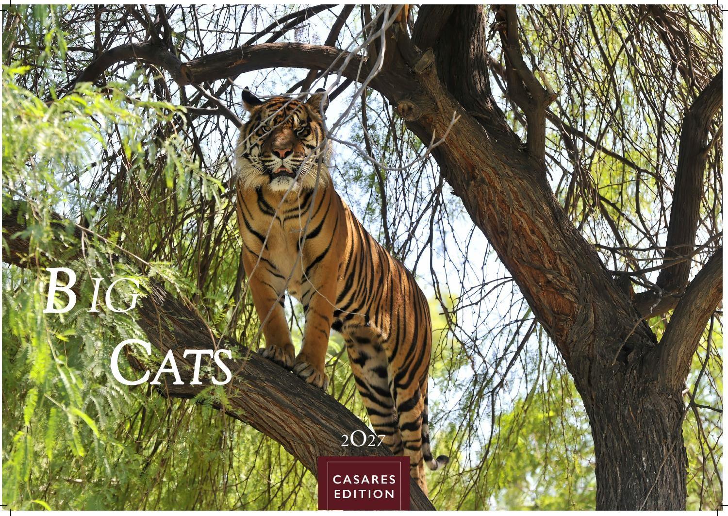 Vorderes Coverbild Big Cats Kalender 2027 - Wandkalender | Fotokalender Tierkalender 24x35cm - Wunderschöner Großkatzen-. mit beeindruckenden Fotos von Tiger| Löwen | Jaguar | Gepard | Luchs | Puma