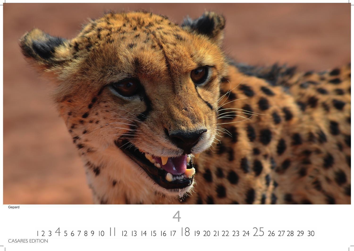 Beispielinhalt (Bild) Big Cats Kalender 2027 - Wandkalender | Fotokalender Tierkalender 35x50cm - Wunderschöner Großkatzen-. mit beeindruckenden Fotos von Tiger| Löwen | Jaguar | Gepard | Luchs | Puma.