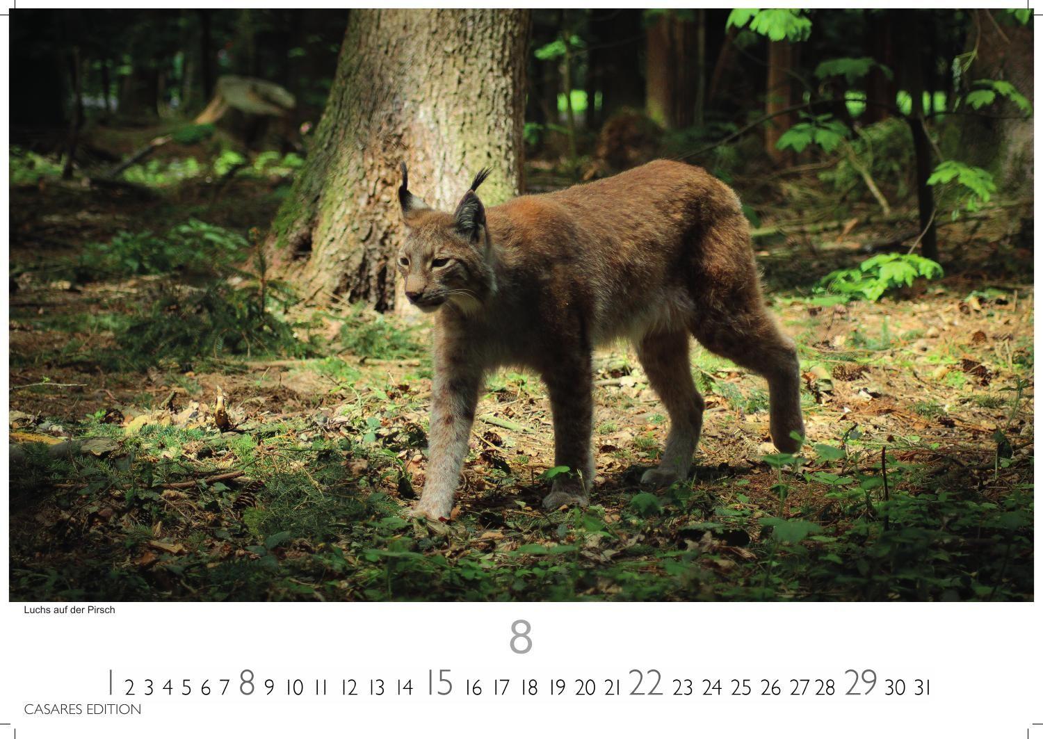 Beispielinhalt (Bild) Big Cats Kalender 2027 - Wandkalender | Fotokalender Tierkalender 35x50cm - Wunderschöner Großkatzen-. mit beeindruckenden Fotos von Tiger| Löwen | Jaguar | Gepard | Luchs | Puma.