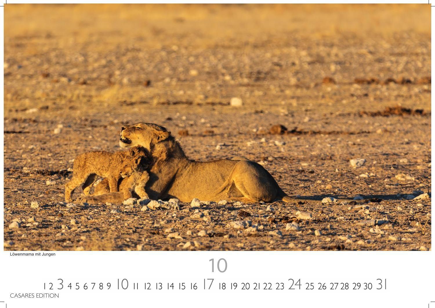 Beispielinhalt (Bild) Big Cats Kalender 2027 - Wandkalender | Fotokalender Tierkalender 35x50cm - Wunderschöner Großkatzen-. mit beeindruckenden Fotos von Tiger| Löwen | Jaguar | Gepard | Luchs | Puma.