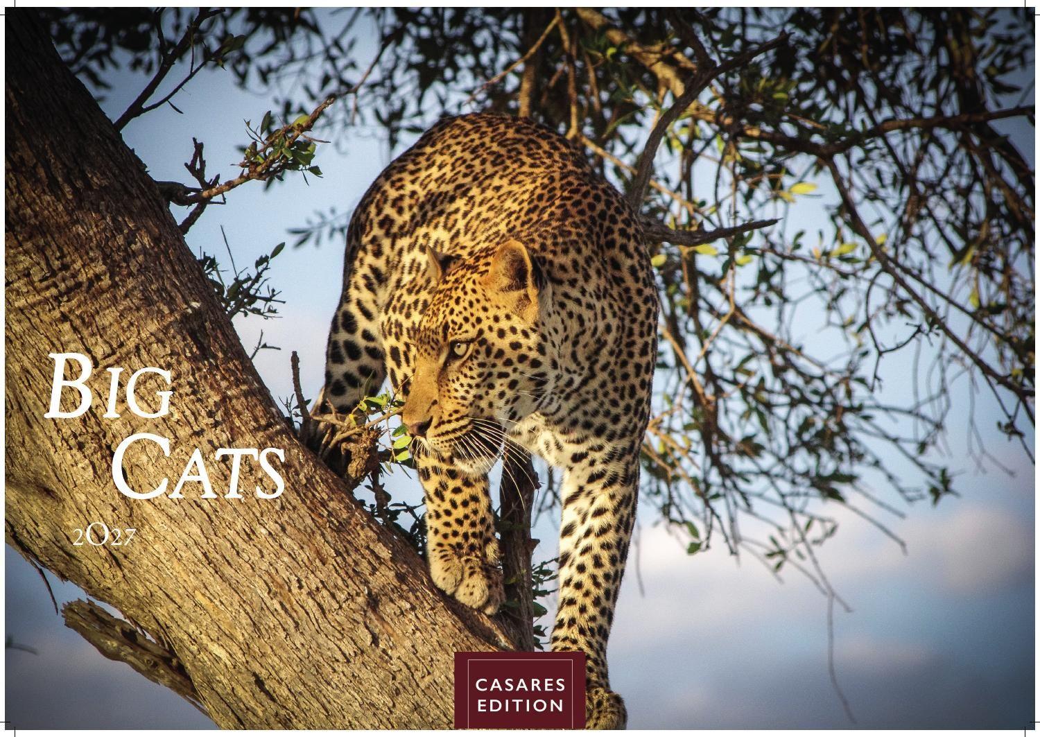Vorderes Coverbild Big Cats Kalender 2027 - Wandkalender | Fotokalender Tierkalender 35x50cm - Wunderschöner Großkatzen-. mit beeindruckenden Fotos von Tiger| Löwen | Jaguar | Gepard | Luchs | Puma.