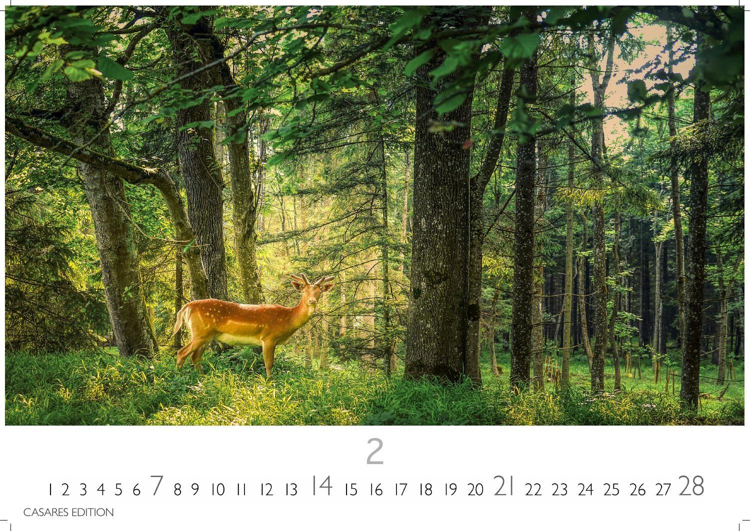 Beispielinhalt (Bild) Wald & Natur Kalender 2027 - Wandkalender | Fotokalender Naturkalender 24x 35cm - Natürliche Schönheit & Ruhe für jeden Monat .