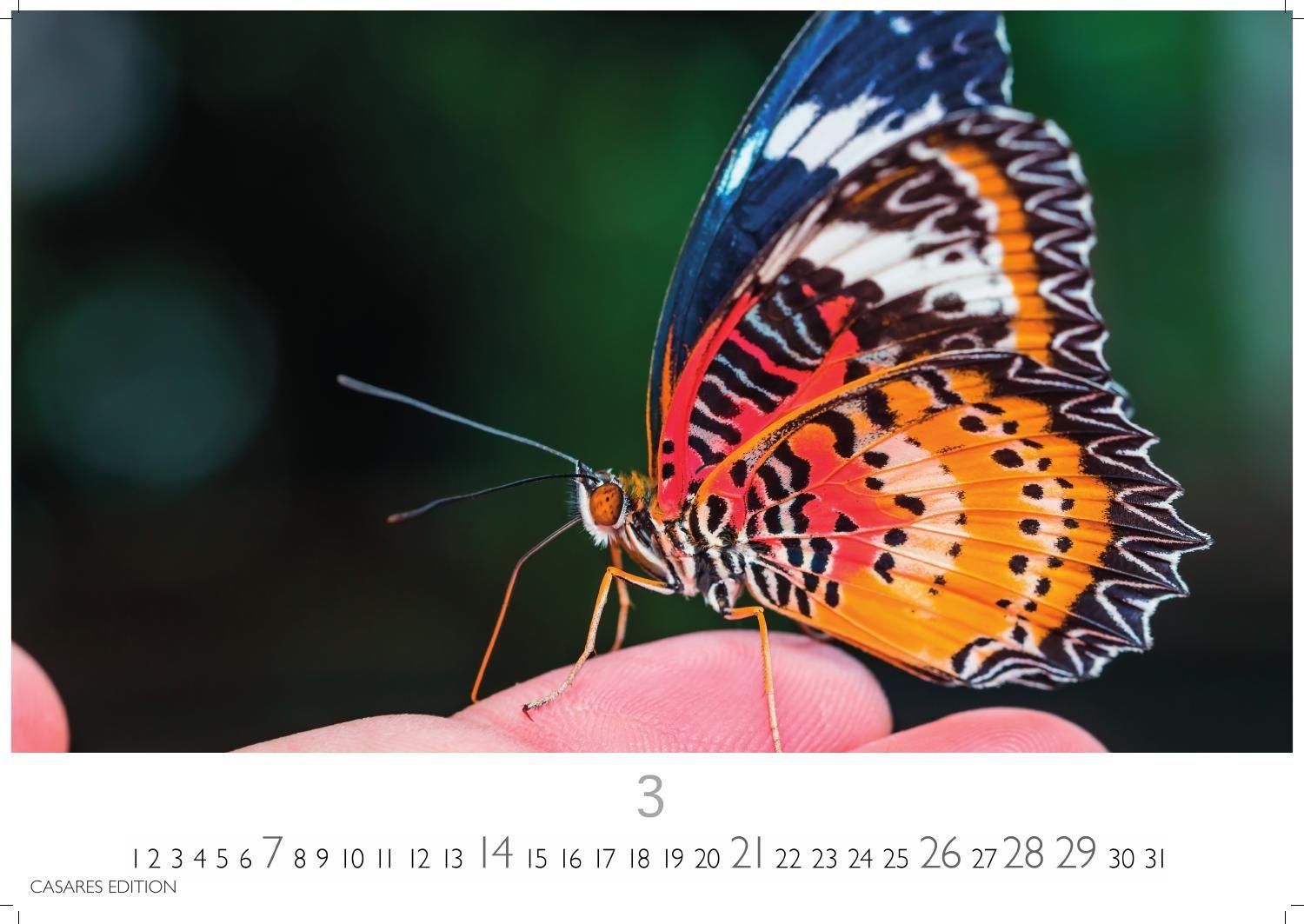 Beispielinhalt (Bild) Schmetterlinge Kalender 2027 - Wandkalender | Fotokalender Tierkalender 35x50cm Grosses Format - Mit wunderschönen, detailreichen Bildern von Schmetterlingen.