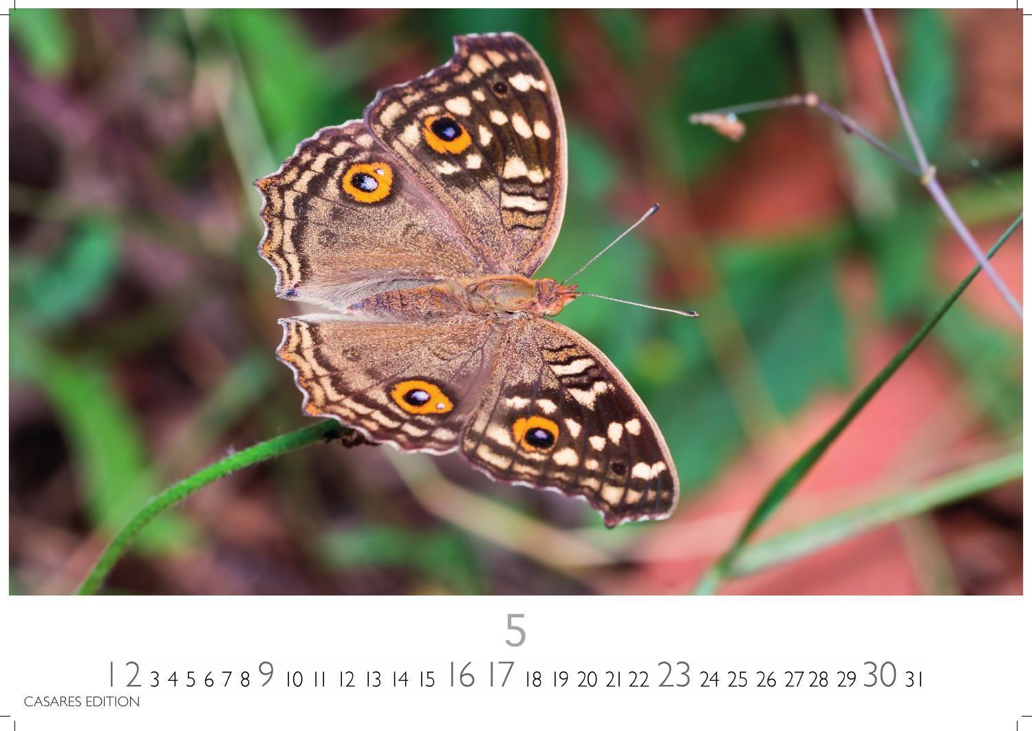 Beispielinhalt (Bild) Schmetterlinge Kalender 2027 - Wandkalender | Fotokalender Tierkalender 35x50cm Grosses Format - Mit wunderschönen, detailreichen Bildern von Schmetterlingen.