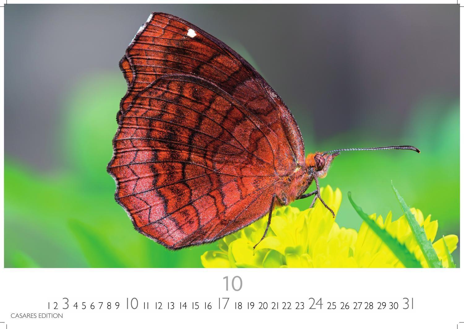 Beispielinhalt (Bild) Schmetterlinge Kalender 2027 - Wandkalender | Fotokalender Tierkalender 35x50cm Grosses Format - Mit wunderschönen, detailreichen Bildern von Schmetterlingen.