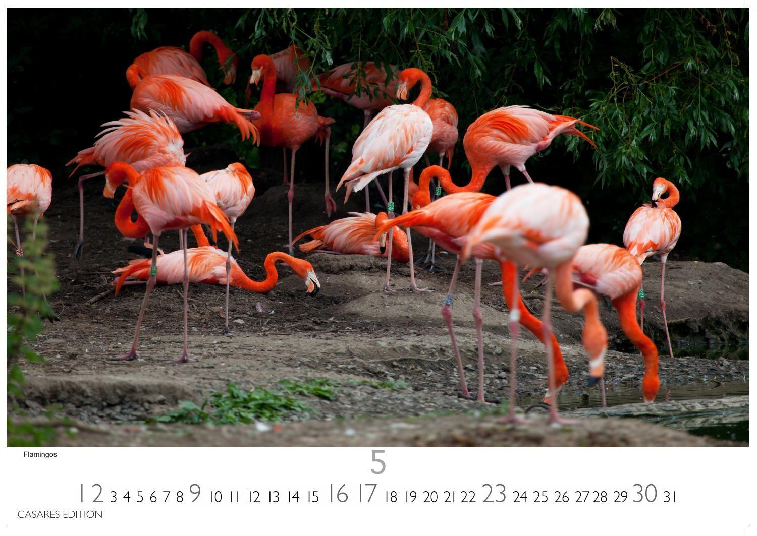 Beispielinhalt (Bild) Wilde Tiere Afrikas Kalender 2027 - Wandkalender | Fotokalender Afrika 35x50cm | Naturfotografie | Tierkalender Afrika | Geschenk für Naturliebhaber