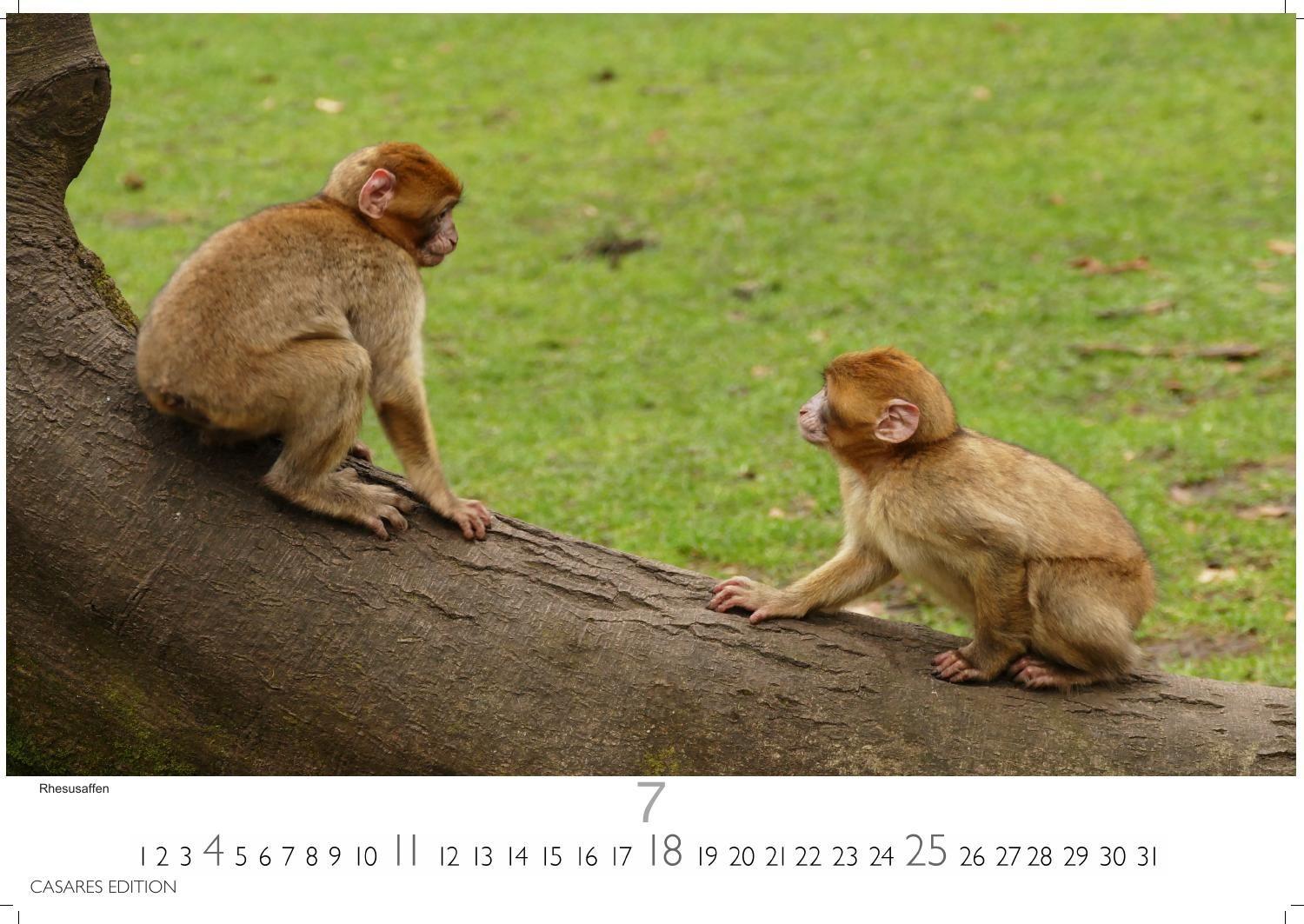 Beispielinhalt (Bild) Wilde Tiere Afrikas Kalender 2027 - Wandkalender | Fotokalender Afrika 35x50cm | Naturfotografie | Tierkalender Afrika | Geschenk für Naturliebhaber