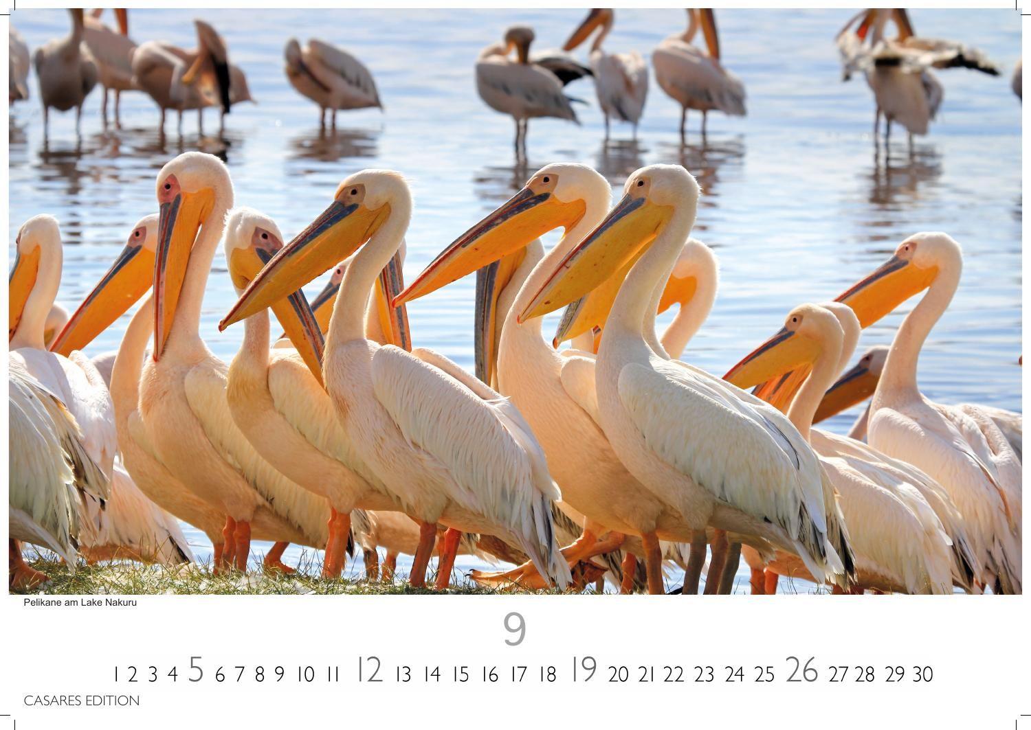 Beispielinhalt (Bild) Wilde Tiere Afrikas Kalender 2027 - Wandkalender | Fotokalender Afrika 35x50cm | Naturfotografie | Tierkalender Afrika | Geschenk für Naturliebhaber