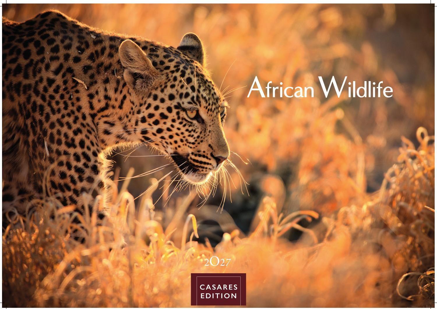 Vorderes Coverbild Wilde Tiere Afrikas Kalender 2027 - Wandkalender | Fotokalender Afrika 35x50cm | Naturfotografie | Tierkalender Afrika | Geschenk für Naturliebhaber