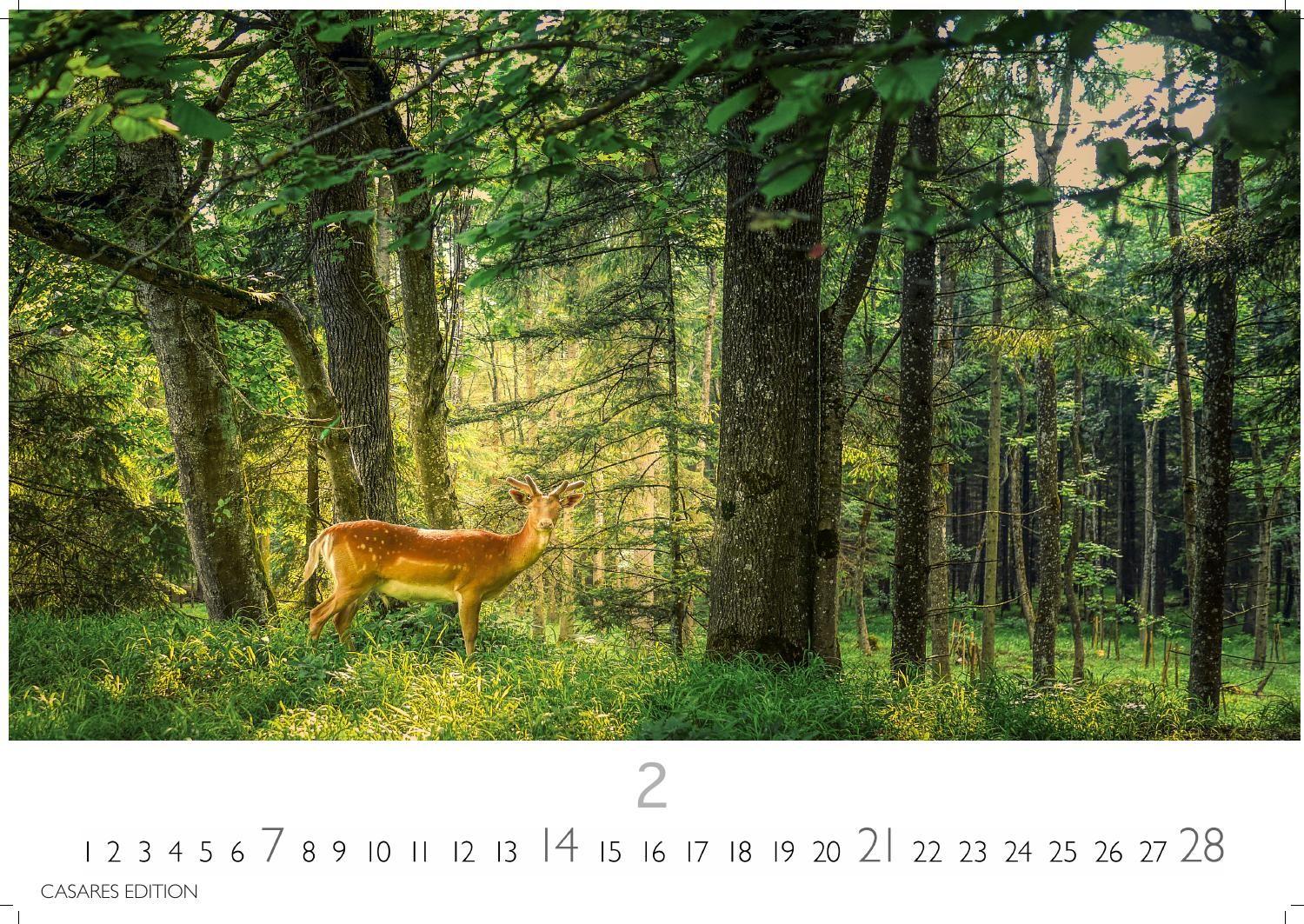Beispielinhalt (Bild) Wald & Natur Kalender 2027 - Wandkalender | Fotokalender Naturkalender Großformat 35x50cm - Natürliche Schönheit & Ruhe für jeden Monat .