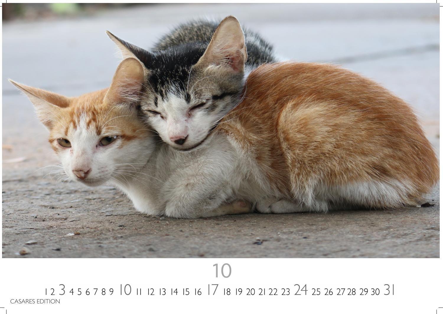 Beispielinhalt (Bild) Funny Cats Kalender 2027 - Wandkalender | Fotokalender Tierkalender 35x50cm - Witziger Katzenkalender