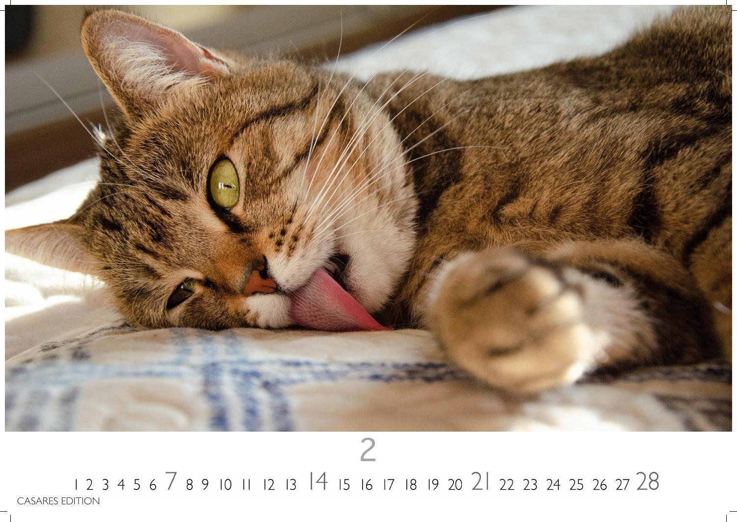 Beispielinhalt (Bild) Funny Cats Kalender 2027 - Wandkalender | Fotokalender Tierkalender 35x50cm - Witziger Katzenkalender