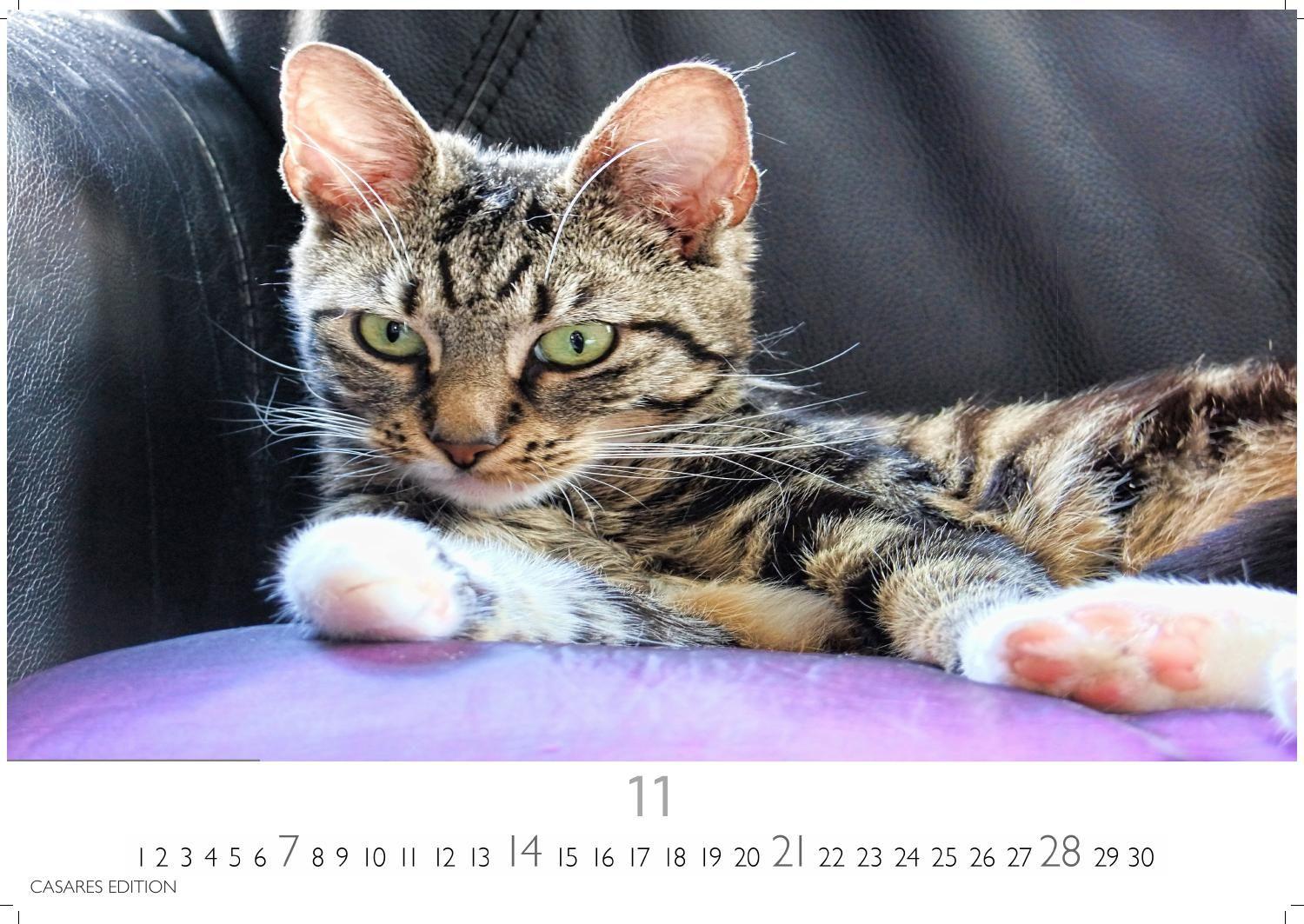 Beispielinhalt (Bild) Funny Cats Kalender 2027 - Wandkalender | Fotokalender Tierkalender 35x50cm - Witziger Katzenkalender