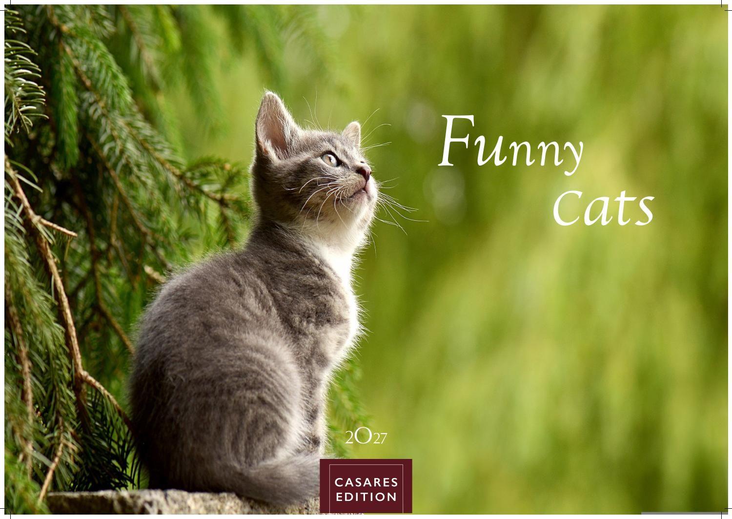 Vorderes Coverbild Funny Cats Kalender 2027 - Wandkalender | Fotokalender Tierkalender 35x50cm - Witziger Katzenkalender