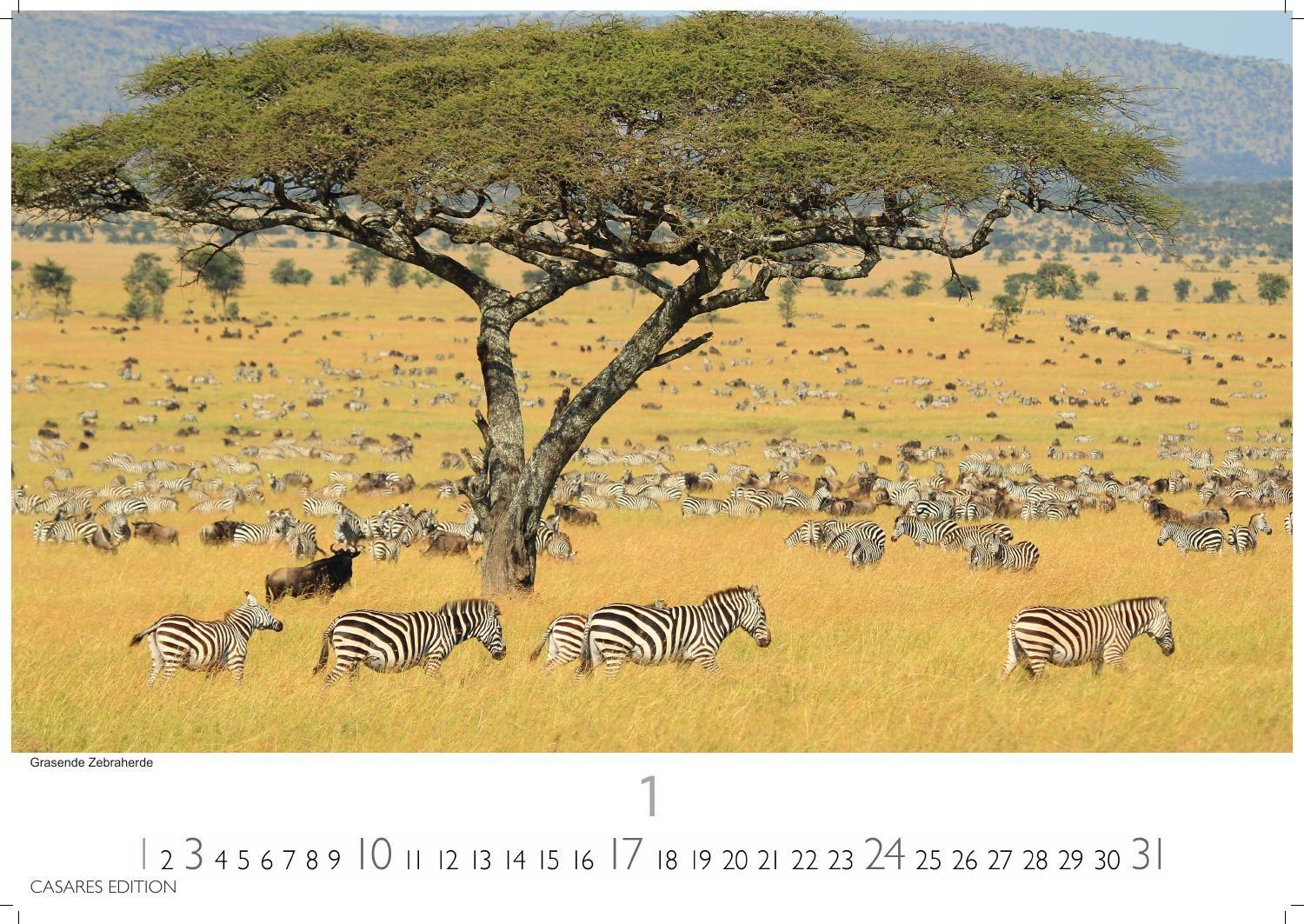 Beispielinhalt (Bild) Wilde Tiere Afrikas Kalender 2027 - Wandkalender | Fotokalender Afrika 24x35cm | Naturfotografie | Tierkalender Afrika | Geschenk für Naturliebhaber