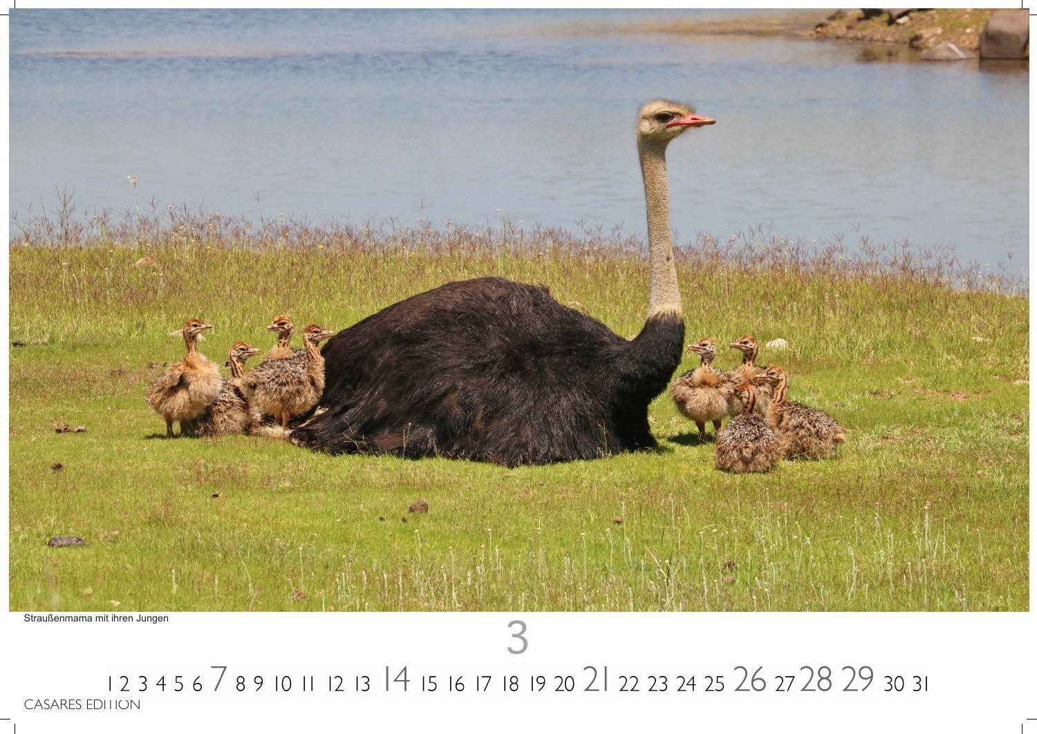 Beispielinhalt (Bild) Wilde Tiere Afrikas Kalender 2027 - Wandkalender | Fotokalender Afrika 24x35cm | Naturfotografie | Tierkalender Afrika | Geschenk für Naturliebhaber