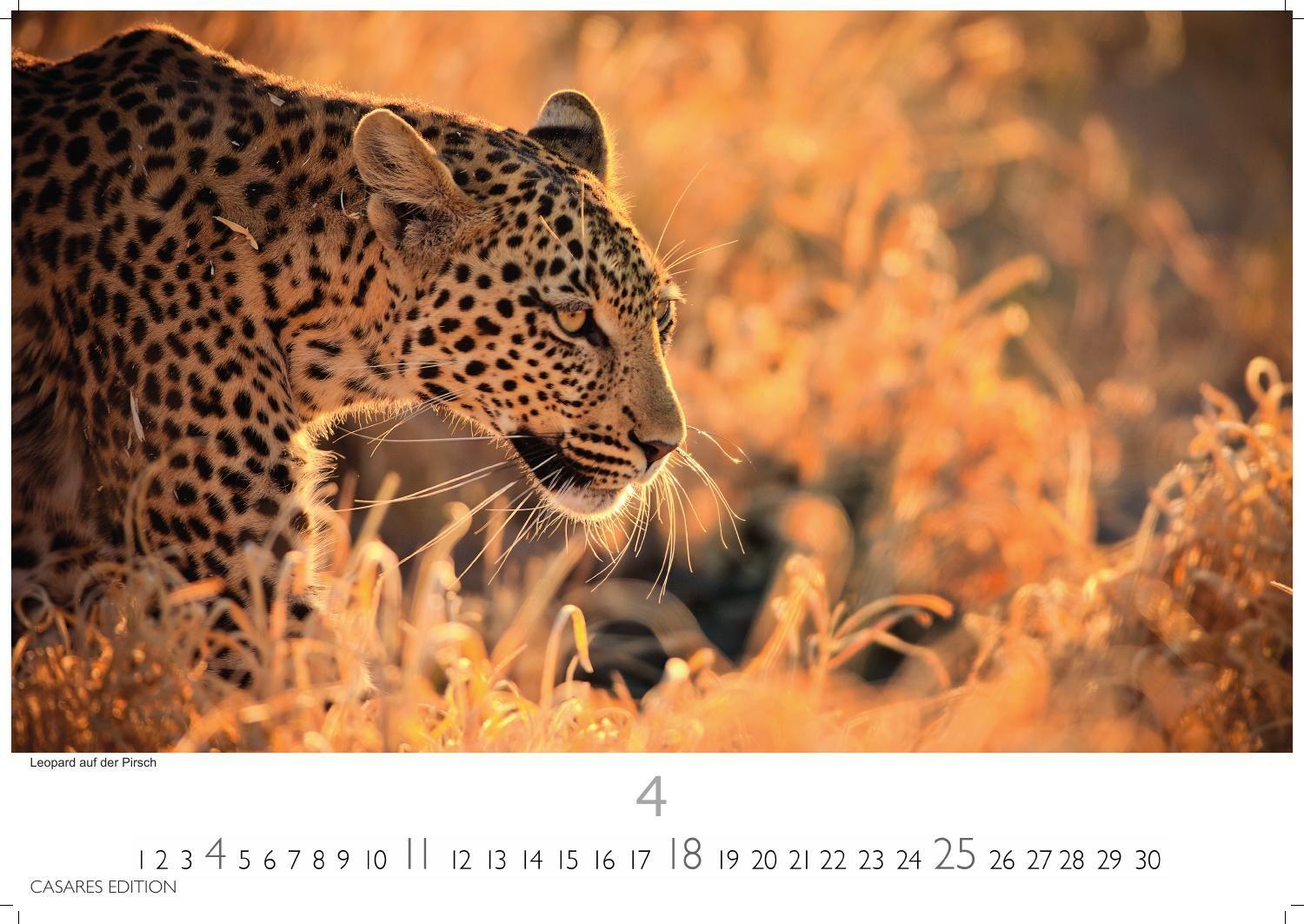 Beispielinhalt (Bild) Wilde Tiere Afrikas Kalender 2027 - Wandkalender | Fotokalender Afrika 24x35cm | Naturfotografie | Tierkalender Afrika | Geschenk für Naturliebhaber