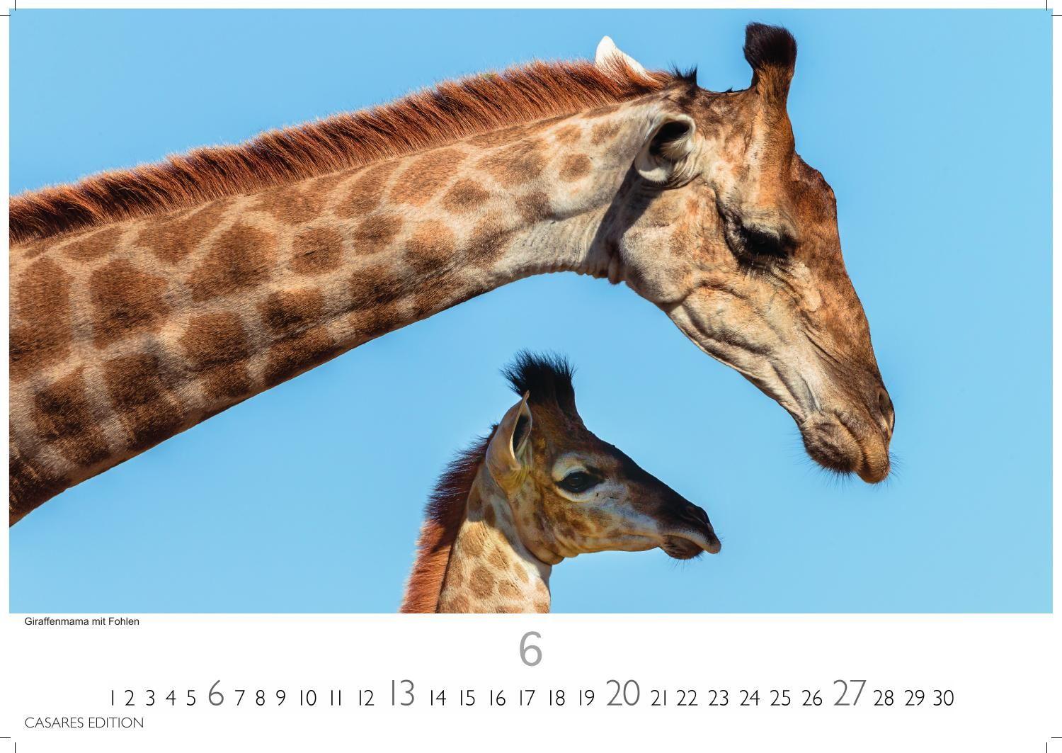 Beispielinhalt (Bild) Wilde Tiere Afrikas Kalender 2027 - Wandkalender | Fotokalender Afrika 24x35cm | Naturfotografie | Tierkalender Afrika | Geschenk für Naturliebhaber