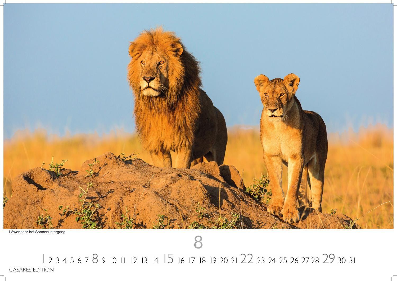 Beispielinhalt (Bild) Wilde Tiere Afrikas Kalender 2027 - Wandkalender | Fotokalender Afrika 24x35cm | Naturfotografie | Tierkalender Afrika | Geschenk für Naturliebhaber