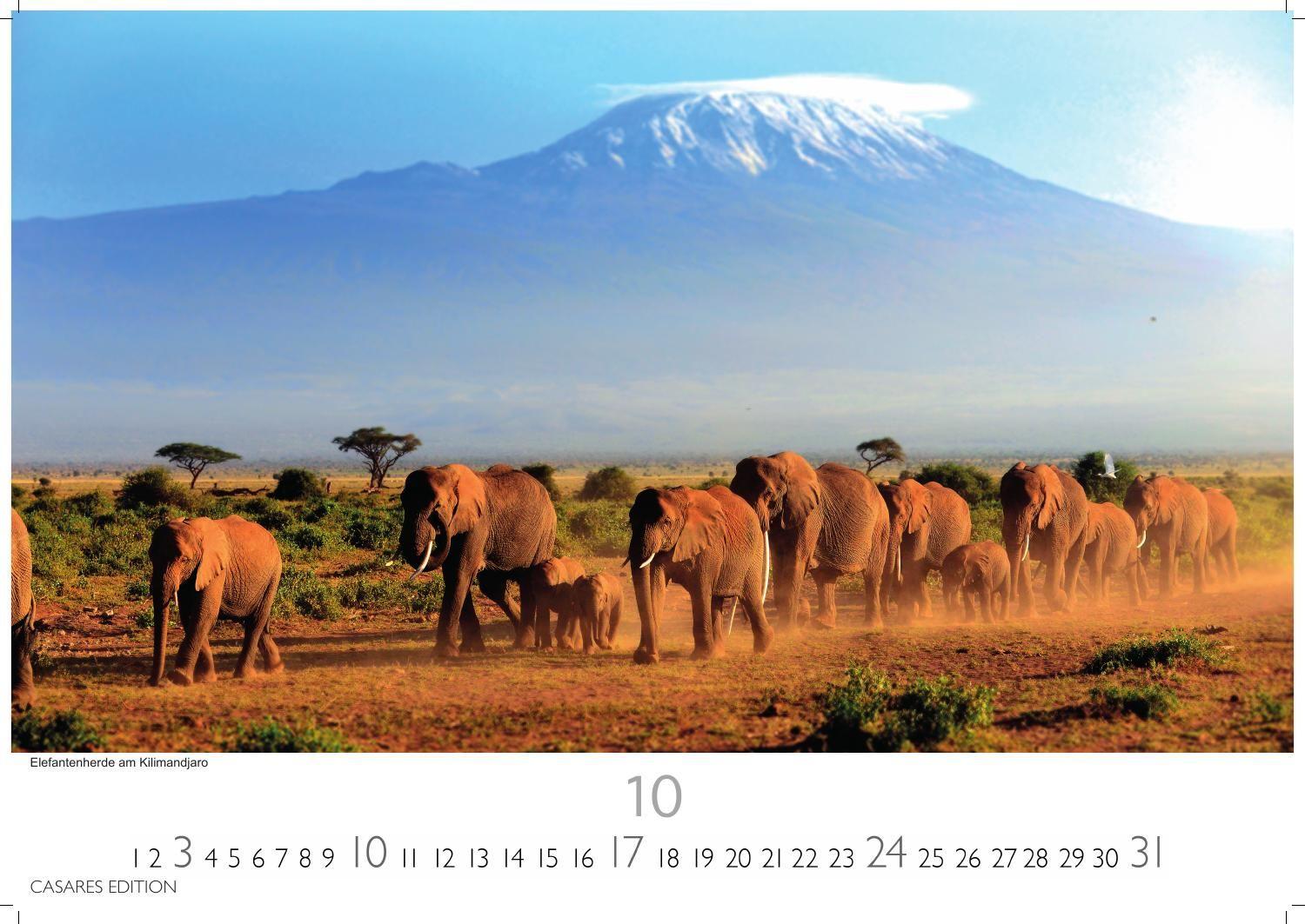 Beispielinhalt (Bild) Wilde Tiere Afrikas Kalender 2027 - Wandkalender | Fotokalender Afrika 24x35cm | Naturfotografie | Tierkalender Afrika | Geschenk für Naturliebhaber