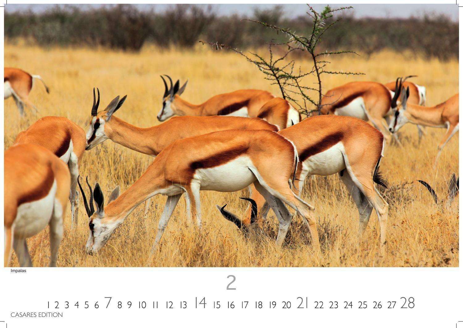 Beispielinhalt (Bild) Wilde Tiere Afrikas Kalender 2027 - Wandkalender | Fotokalender Afrika 24x35cm | Naturfotografie | Tierkalender Afrika | Geschenk für Naturliebhaber