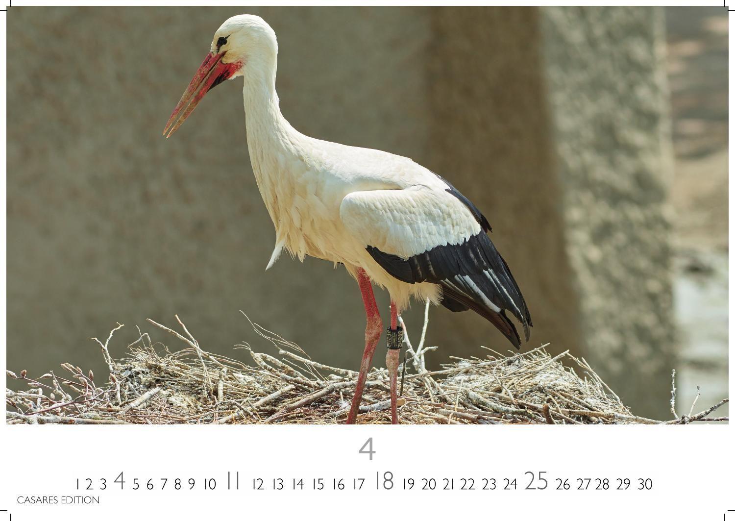Beispielinhalt (Bild) Störche Kalender 2027 - Wandkalender | Fotokalender Tierkalender 35x50cm Grosses Format - Inspirierende Storch-Motive für Natur- und Tierkalenderliebhaber.