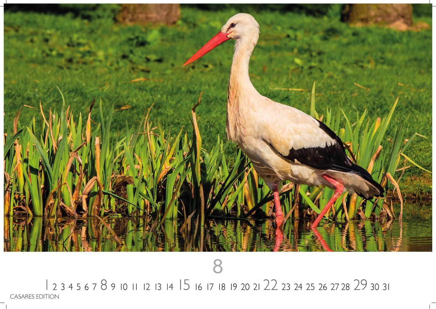 Beispielinhalt (Bild) Störche Kalender 2027 - Wandkalender | Fotokalender Tierkalender 35x50cm Grosses Format - Inspirierende Storch-Motive für Natur- und Tierkalenderliebhaber.