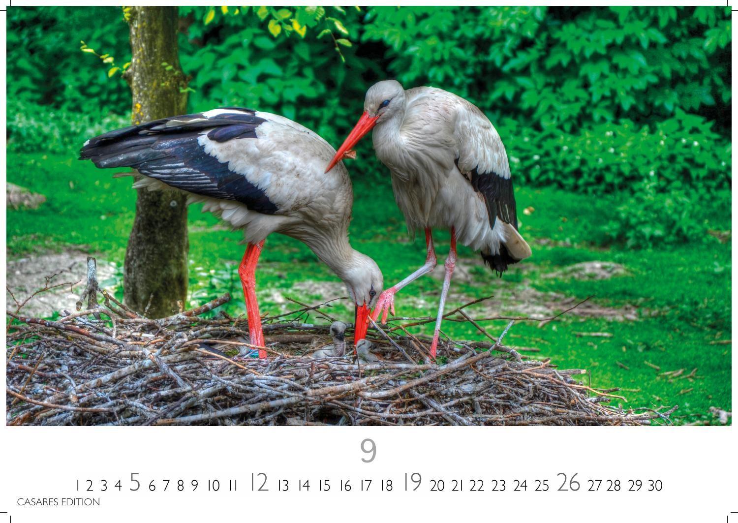 Beispielinhalt (Bild) Störche Kalender 2027 - Wandkalender | Fotokalender Tierkalender 35x50cm Grosses Format - Inspirierende Storch-Motive für Natur- und Tierkalenderliebhaber.