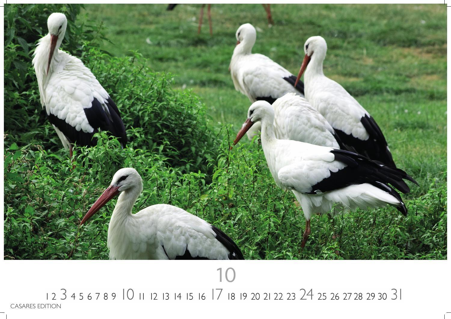 Beispielinhalt (Bild) Störche Kalender 2027 - Wandkalender | Fotokalender Tierkalender 35x50cm Grosses Format - Inspirierende Storch-Motive für Natur- und Tierkalenderliebhaber.