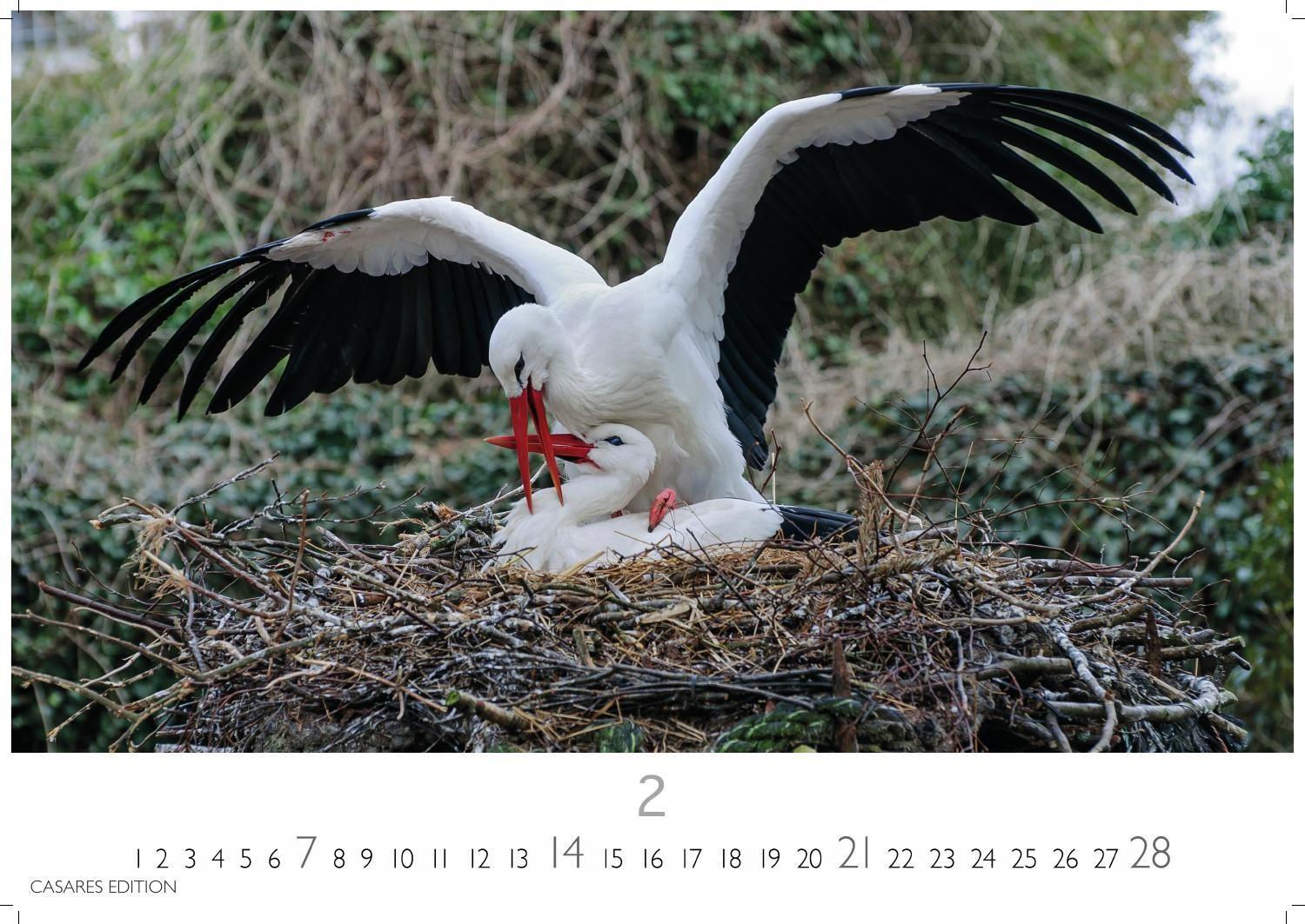 Beispielinhalt (Bild) Störche Kalender 2027 - Wandkalender | Fotokalender Tierkalender 35x50cm Grosses Format - Inspirierende Storch-Motive für Natur- und Tierkalenderliebhaber.