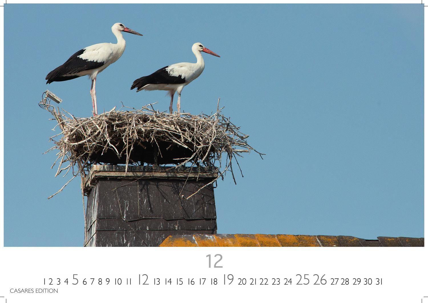 Beispielinhalt (Bild) Störche Kalender 2027 - Wandkalender | Fotokalender Tierkalender 35x50cm Grosses Format - Inspirierende Storch-Motive für Natur- und Tierkalenderliebhaber.