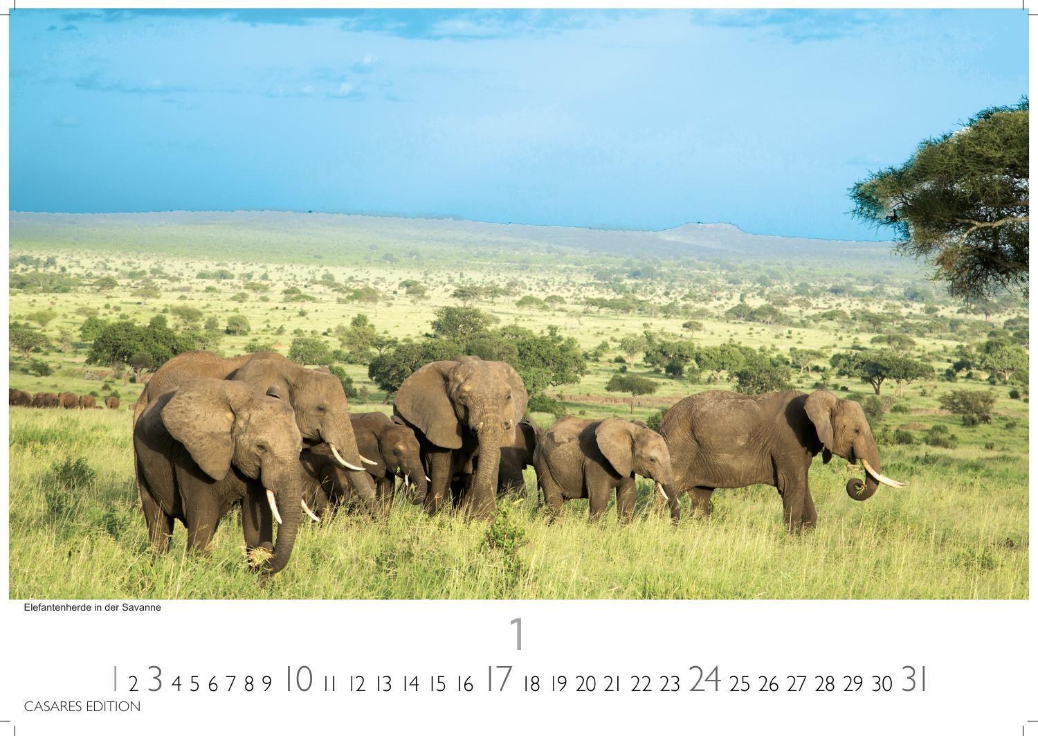 Beispielinhalt (Bild) Südafrika Kalender 2027 - Wandkalender | Fotokalender Afrika 35x50cm - . mit atemberaubenden Natur- und Tierkalenderaufnahmen