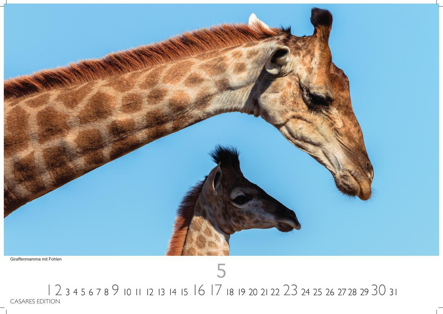 Beispielinhalt (Bild) Südafrika Kalender 2027 - Wandkalender | Fotokalender Afrika 35x50cm - . mit atemberaubenden Natur- und Tierkalenderaufnahmen