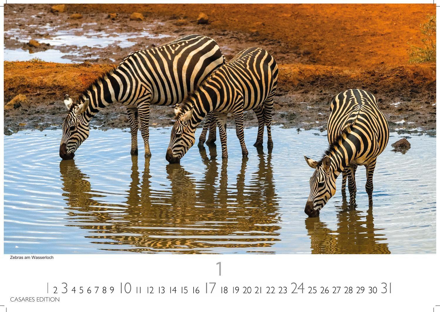 Beispielinhalt (Bild) Kenia & Serengheti Kalender 2027 - Wandkalender | Fotokalender Afrika 35x50cm - Wunderschöne Tierkalender- und Naturschutzfotos.