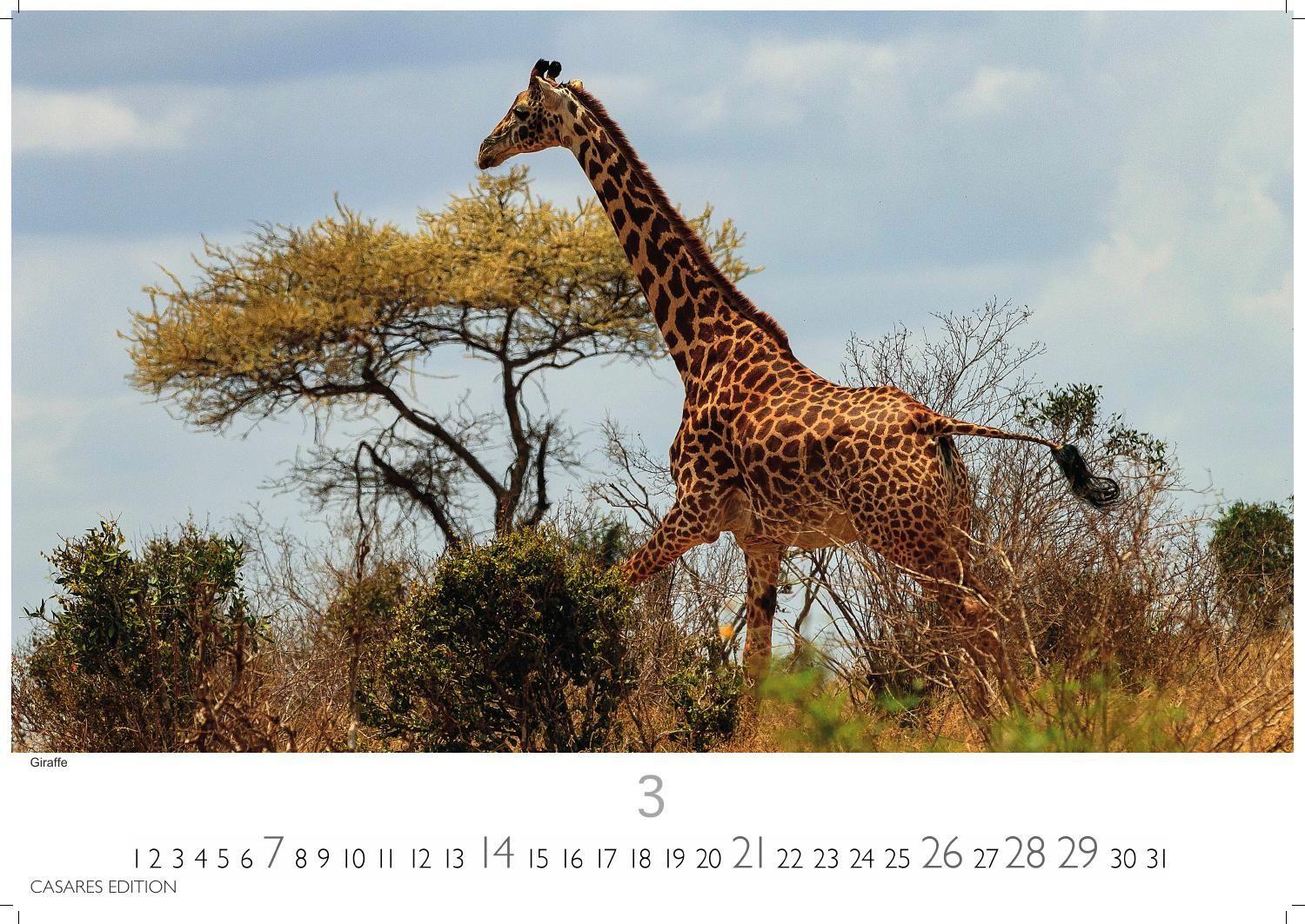Beispielinhalt (Bild) Kenia & Serengheti Kalender 2027 - Wandkalender | Fotokalender Afrika 35x50cm - Wunderschöne Tierkalender- und Naturschutzfotos.