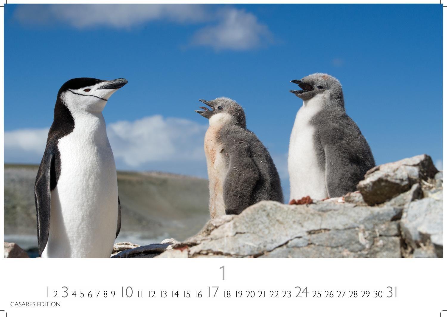 Beispielinhalt (Bild) Pinguine Kalender 2027 - Wandkalender | Fotokalender Tierkalender 24x35cm | . mit niedlichen Pinguin-Motiven im antarktischen Lebensraum.