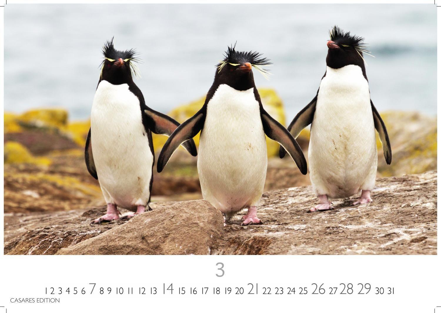 Beispielinhalt (Bild) Pinguine Kalender 2027 - Wandkalender | Fotokalender Tierkalender 24x35cm | . mit niedlichen Pinguin-Motiven im antarktischen Lebensraum.