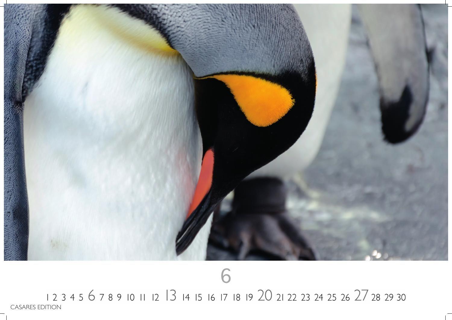 Beispielinhalt (Bild) Pinguine Kalender 2027 - Wandkalender | Fotokalender Tierkalender 24x35cm | . mit niedlichen Pinguin-Motiven im antarktischen Lebensraum.