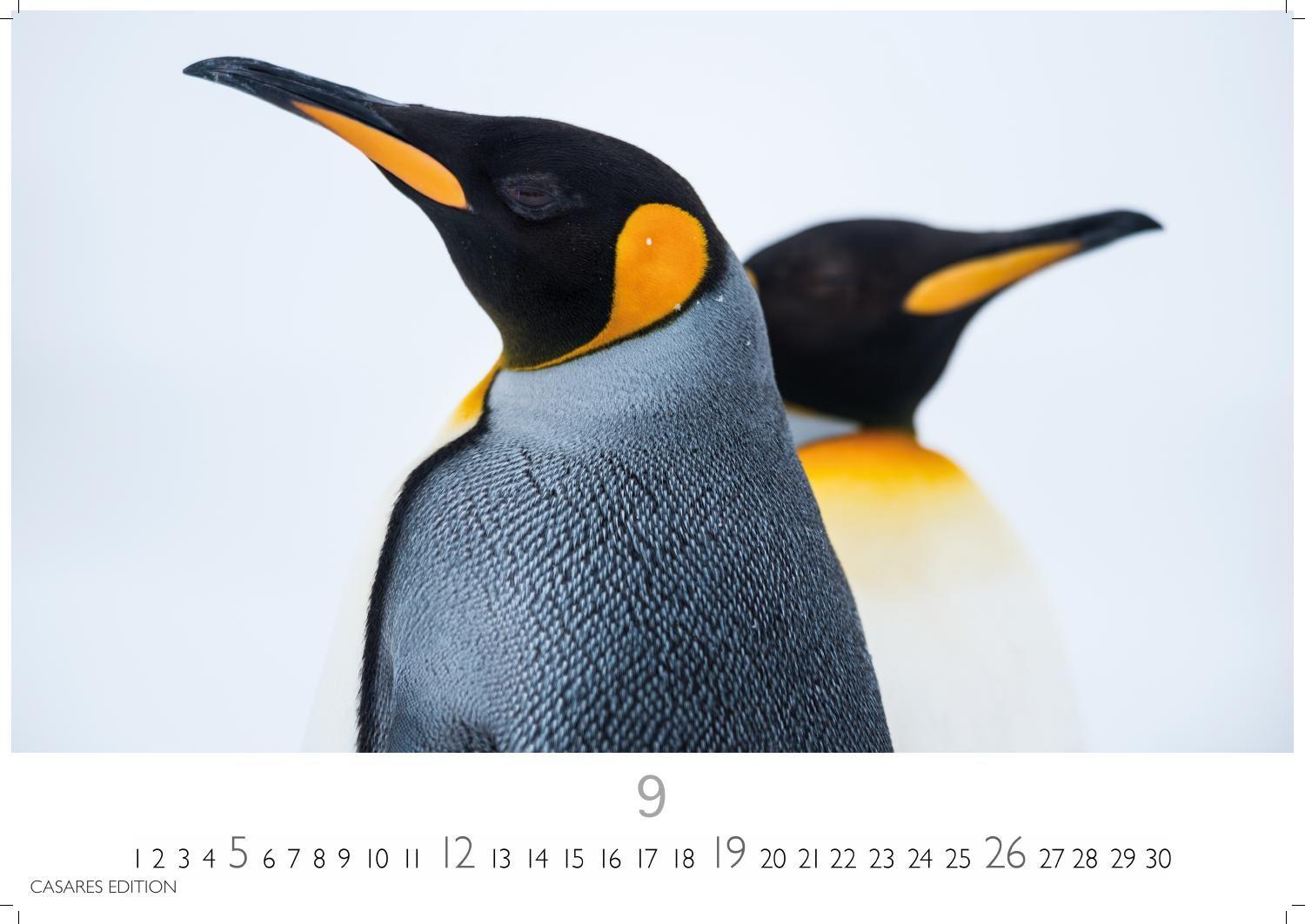 Beispielinhalt (Bild) Pinguine Kalender 2027 - Wandkalender | Fotokalender Tierkalender 24x35cm | . mit niedlichen Pinguin-Motiven im antarktischen Lebensraum.