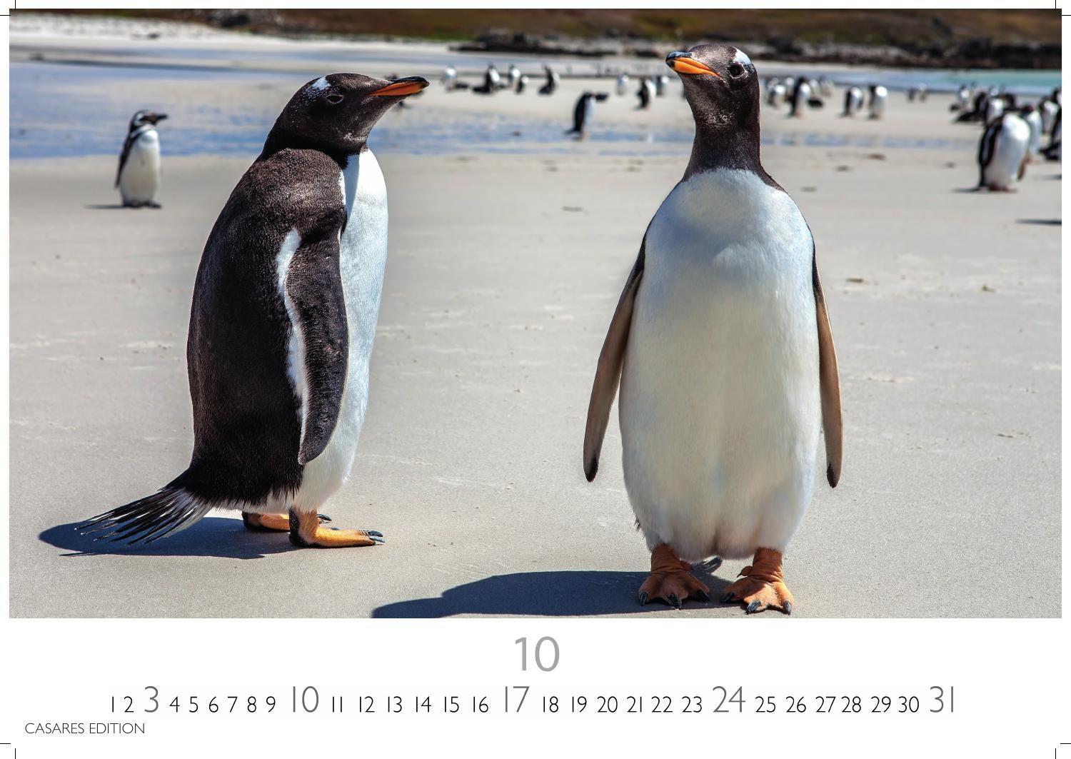 Beispielinhalt (Bild) Pinguine Kalender 2027 - Wandkalender | Fotokalender Tierkalender 24x35cm | . mit niedlichen Pinguin-Motiven im antarktischen Lebensraum.
