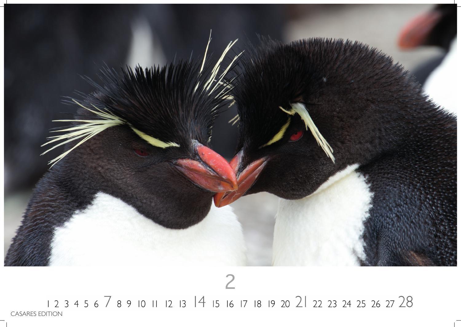 Beispielinhalt (Bild) Pinguine Kalender 2027 - Wandkalender | Fotokalender Tierkalender 24x35cm | . mit niedlichen Pinguin-Motiven im antarktischen Lebensraum.