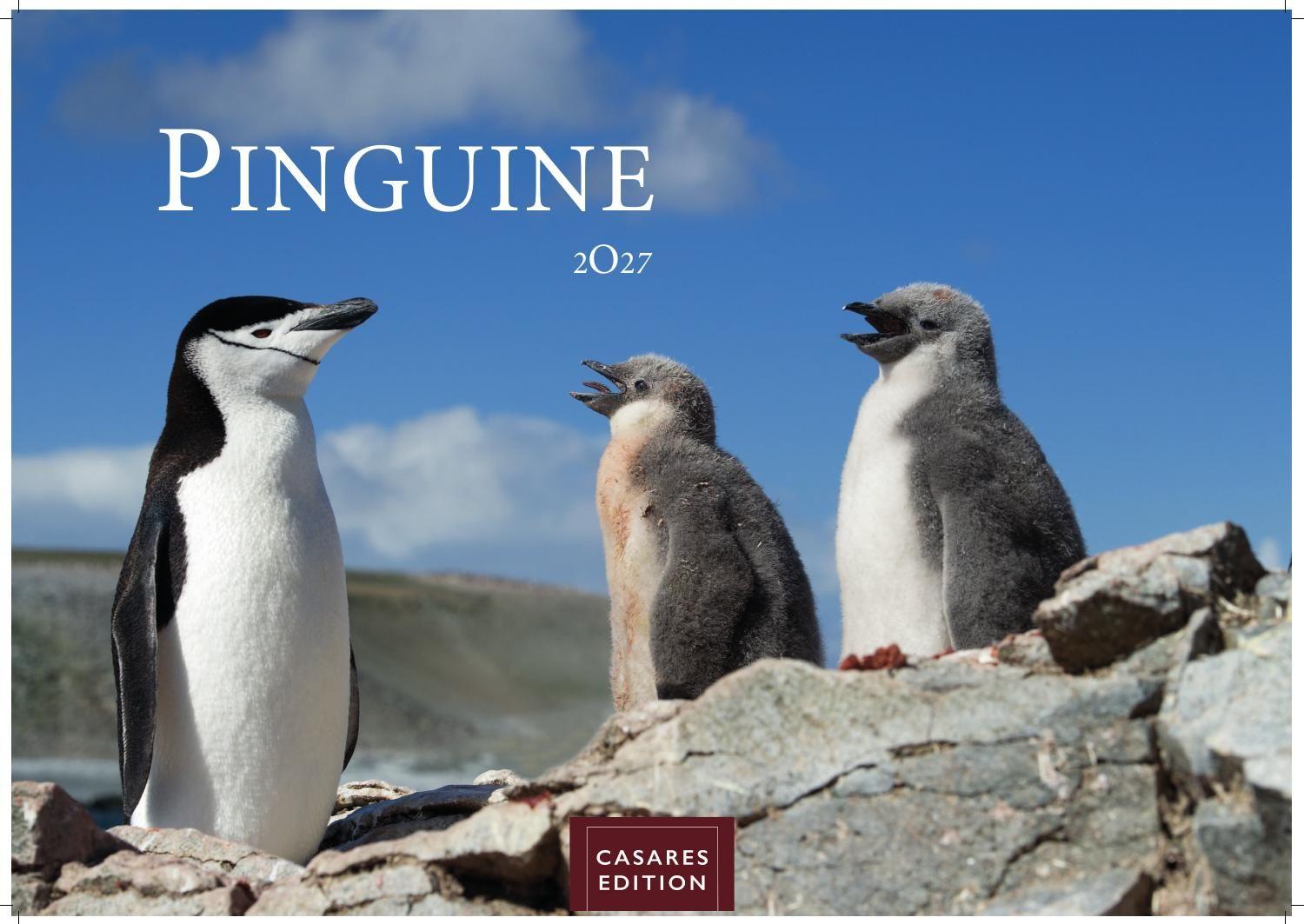 Vorderes Coverbild Pinguine Kalender 2027 - Wandkalender | Fotokalender Tierkalender 24x35cm | . mit niedlichen Pinguin-Motiven im antarktischen Lebensraum.