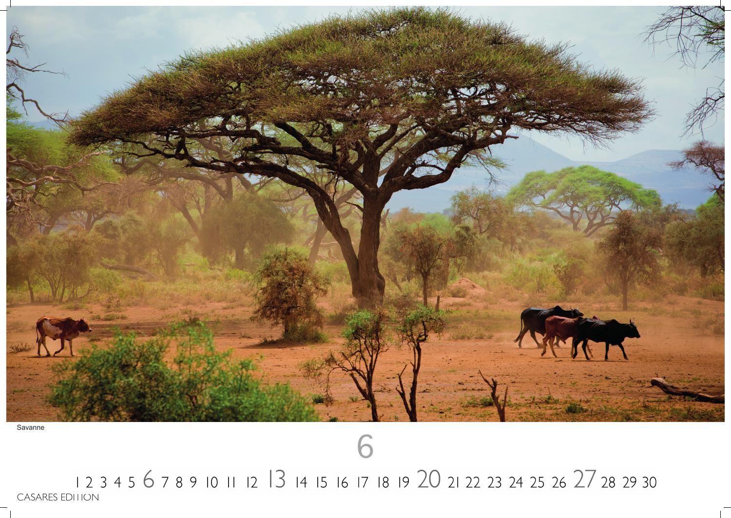 Beispielinhalt (Bild) Kenia & Serengheti Kalender 2027 - Wandkalender | Fotokalender Afrika 24x35cm - Wunderschöne Tierkalender- und Naturschutzfotos.