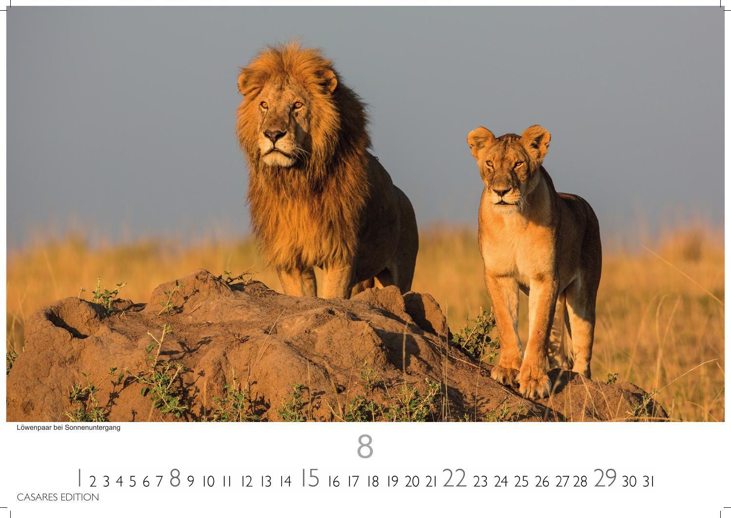 Beispielinhalt (Bild) Kenia & Serengheti Kalender 2027 - Wandkalender | Fotokalender Afrika 24x35cm - Wunderschöne Tierkalender- und Naturschutzfotos.