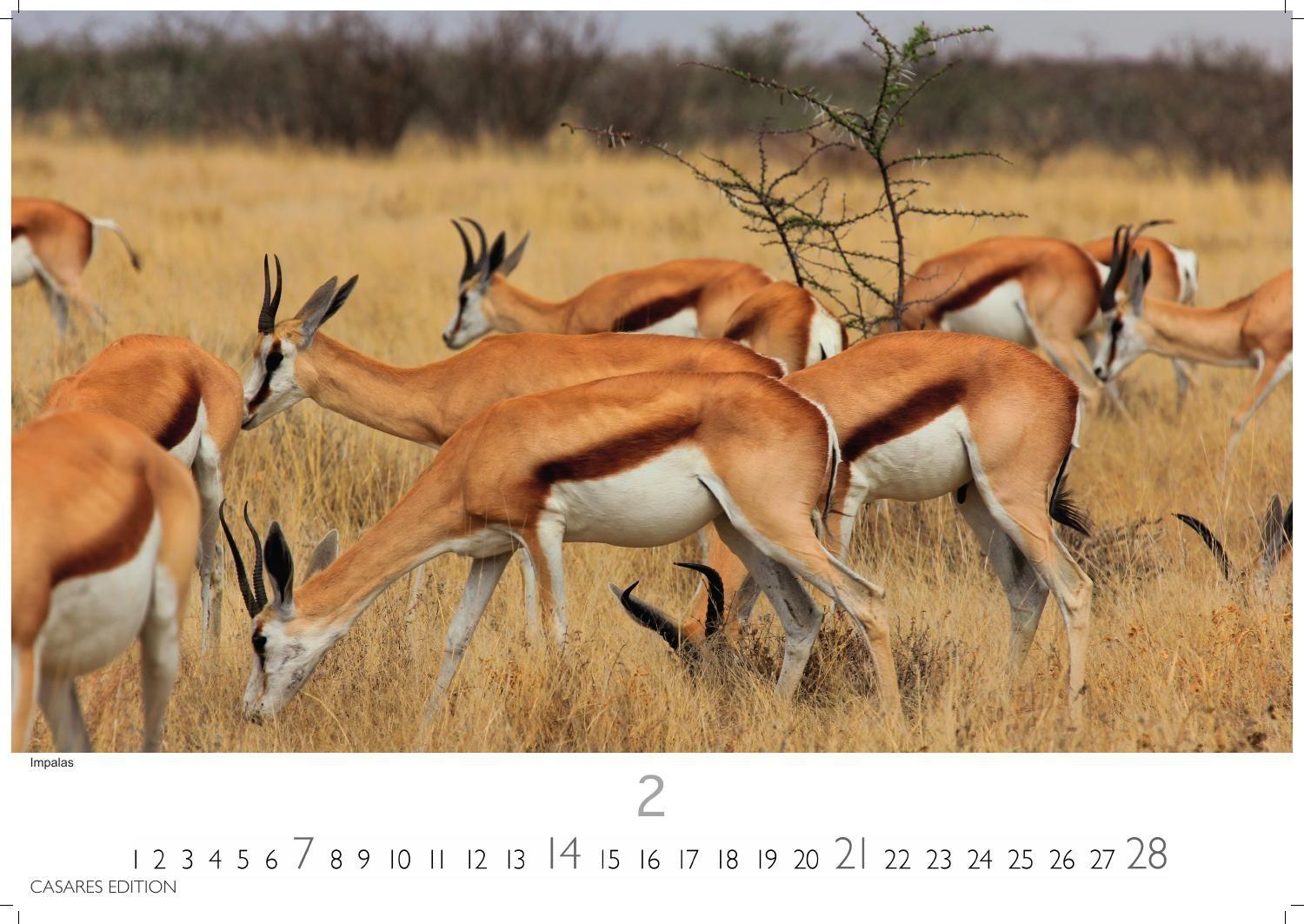 Beispielinhalt (Bild) Kenia & Serengheti Kalender 2027 - Wandkalender | Fotokalender Afrika 24x35cm - Wunderschöne Tierkalender- und Naturschutzfotos.